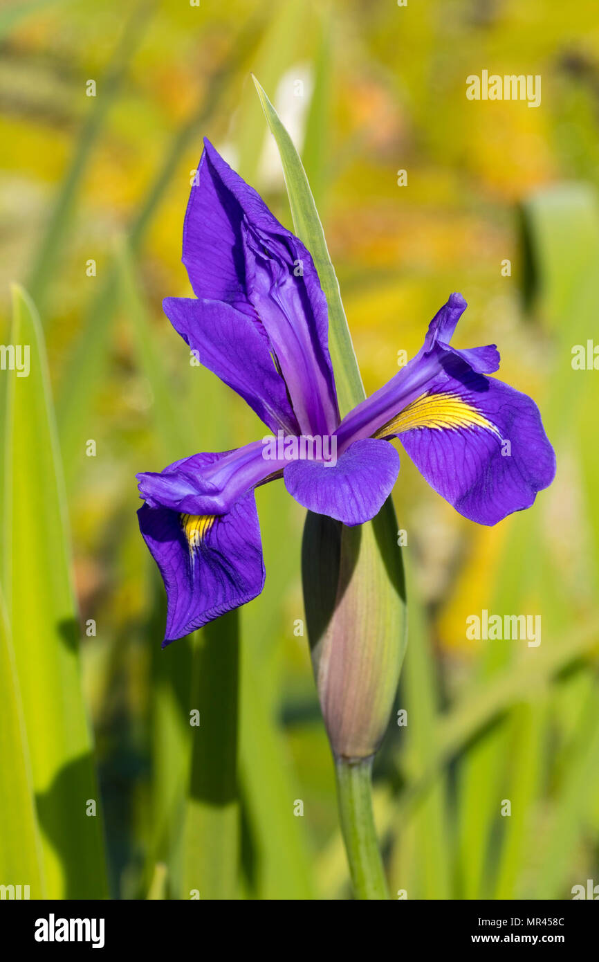 Elegante flor azul chapado en oro de la temprana floración verano lirio acuático, Iris laevigata x versicolor Tamberg 'híbrido' Foto de stock