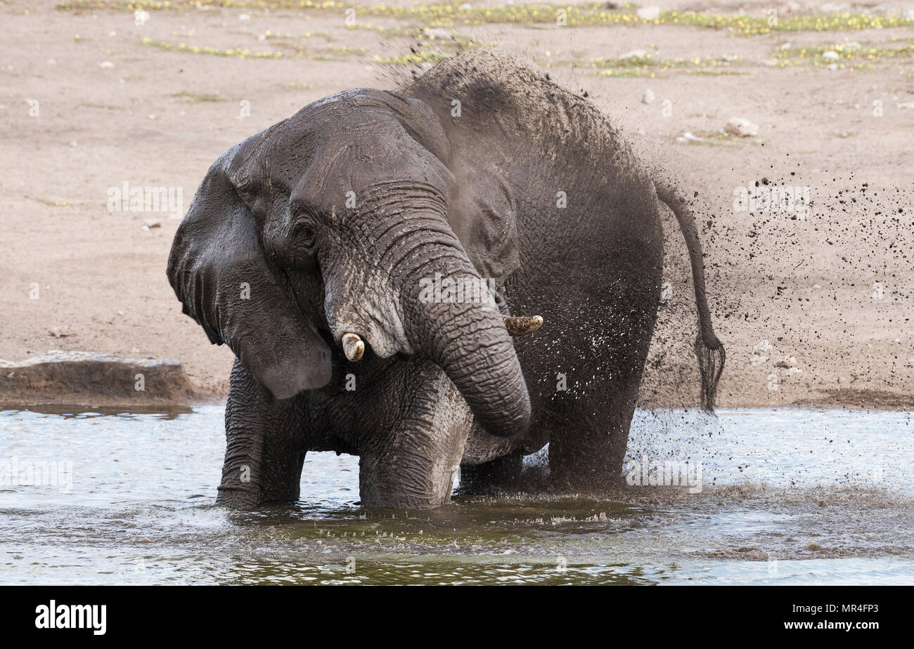 En el elefante africano Chudop Watering Hole, el Parque Nacional Etosha, en Namibia. Foto de stock
