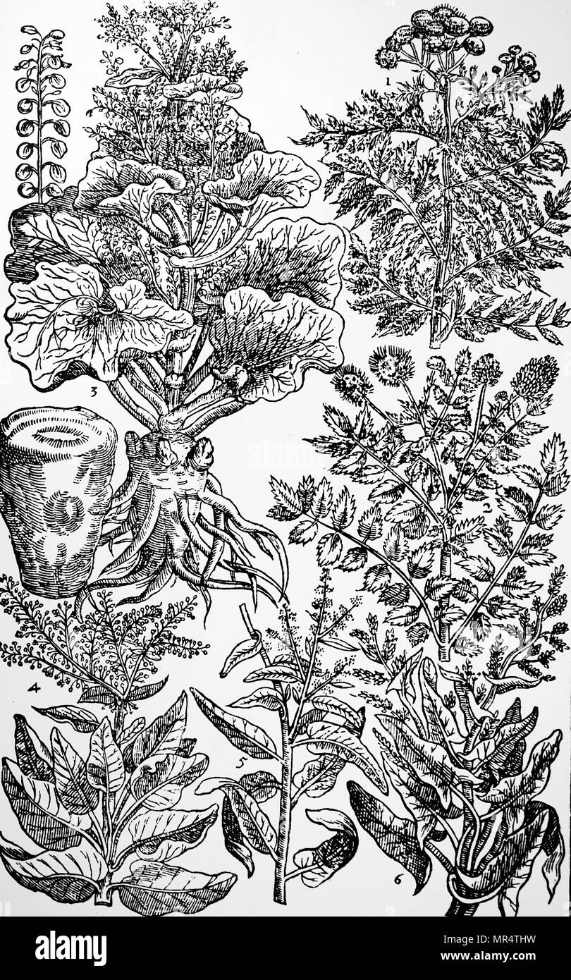 Grabado representando una selección de ensaladas y hierbas medicinales de John Parkinson 'Paradisi en Sole Paradisus Terrestris'. John Parkinson (1567-1650) Inglés, un herborista y botánico. Fecha siglo xvii Foto de stock