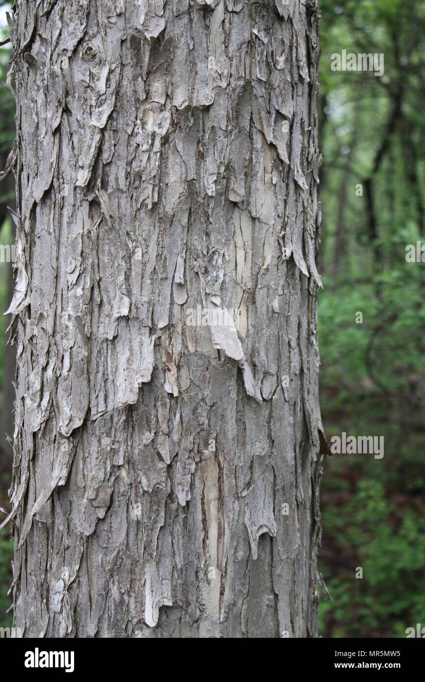 Corteza de árbol Foto de stock