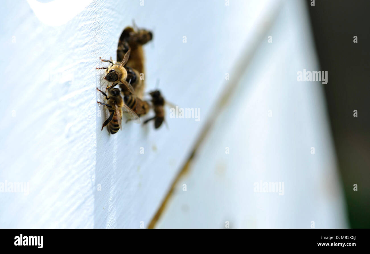 Varias abejas guard la apertura a su colmena, 24 de abril de 2017, en el Derby, Kan. En la jerarquía de una colonia de abejas, las abejas obreras conforman la mayoría de las abejas y son responsables de la mayoría de la labor de mantener y cuidar de la colmena. (Ee.Uu. La Fuerza Aérea foto/Aerotécnico de Primera Clase Erin McClellan) Foto de stock