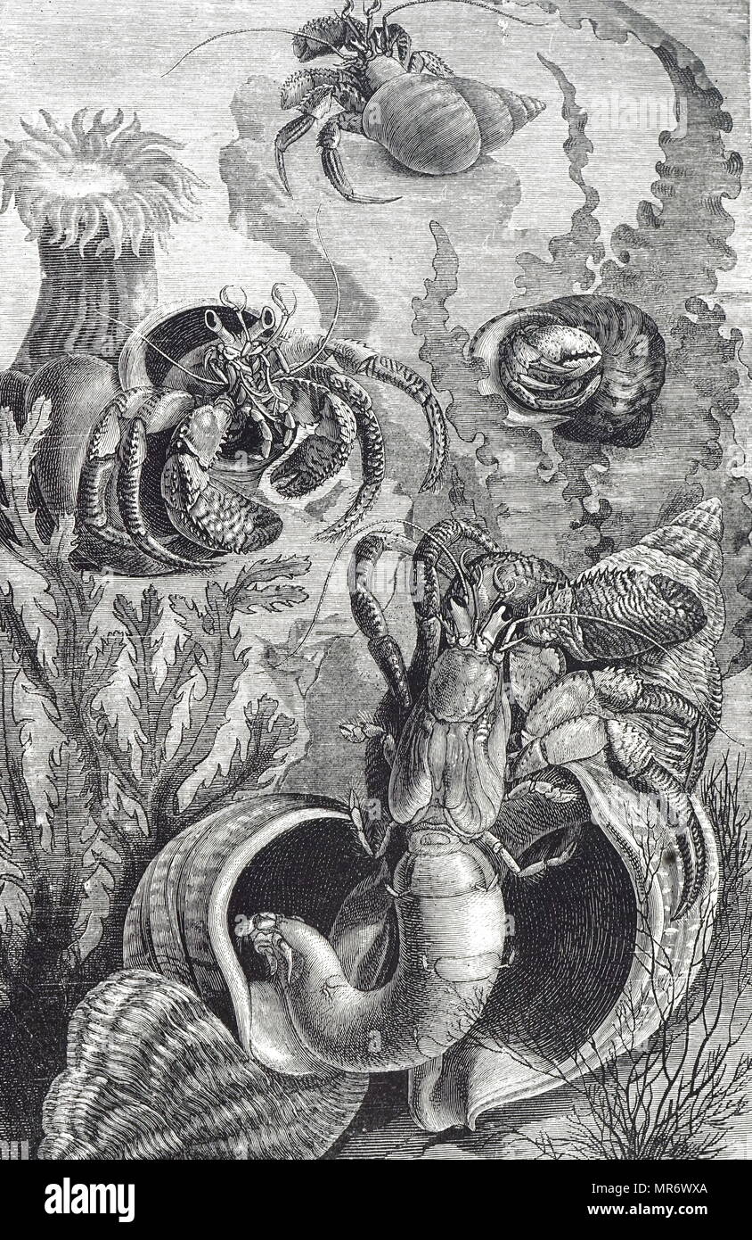 Grabado representando cangrejos ermitaños, crustáceos decï¿½odos de la superfamilia Paguroidea. Fecha del siglo XIX Foto de stock