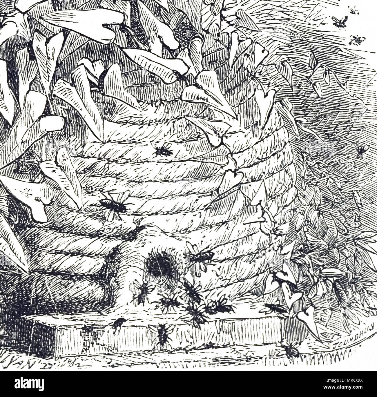 Grabado representando las abejas alrededor de una colmena, que cuelga entre las ramas de los árboles. Fecha del siglo XIX Foto de stock