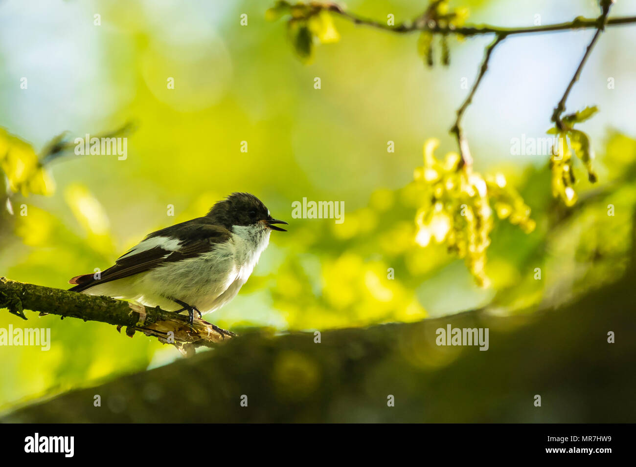 Primer plano de un europeo de aves papamoscas cerrojillo (Ficedula hypoleuca) donde se posan en una rama, cantando en un bosque verde durante la primavera temporada de cría. Foto de stock