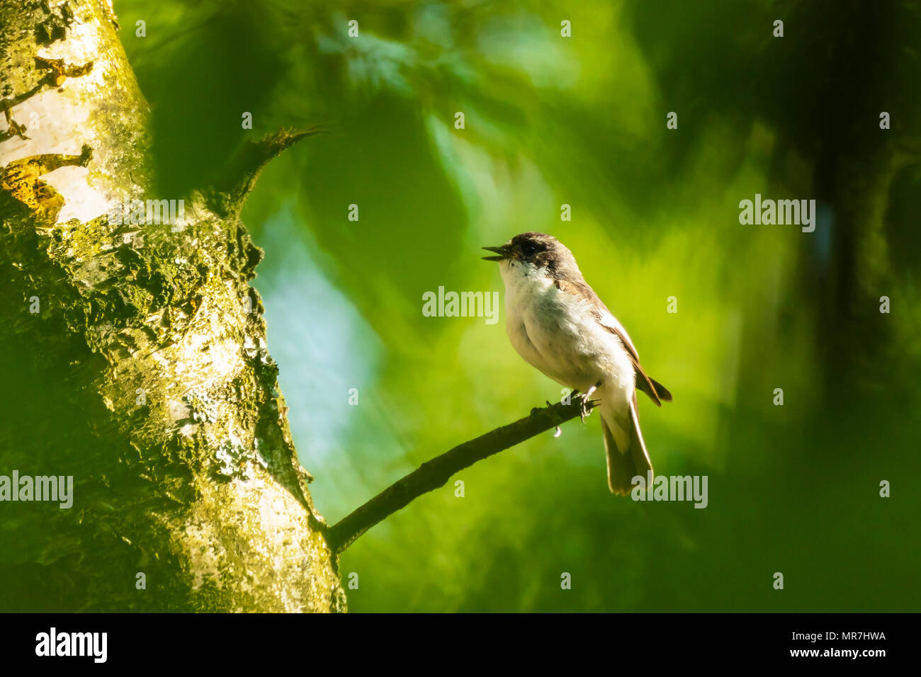 Primer plano de un europeo de aves papamoscas cerrojillo (Ficedula hypoleuca) donde se posan en una rama, cantando en un bosque verde durante la primavera temporada de cría. Foto de stock