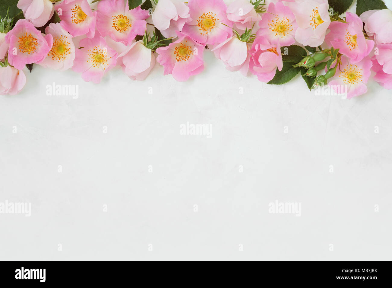 Rosa flor rosa borde floral sobre fondo blanco. Foto de stock