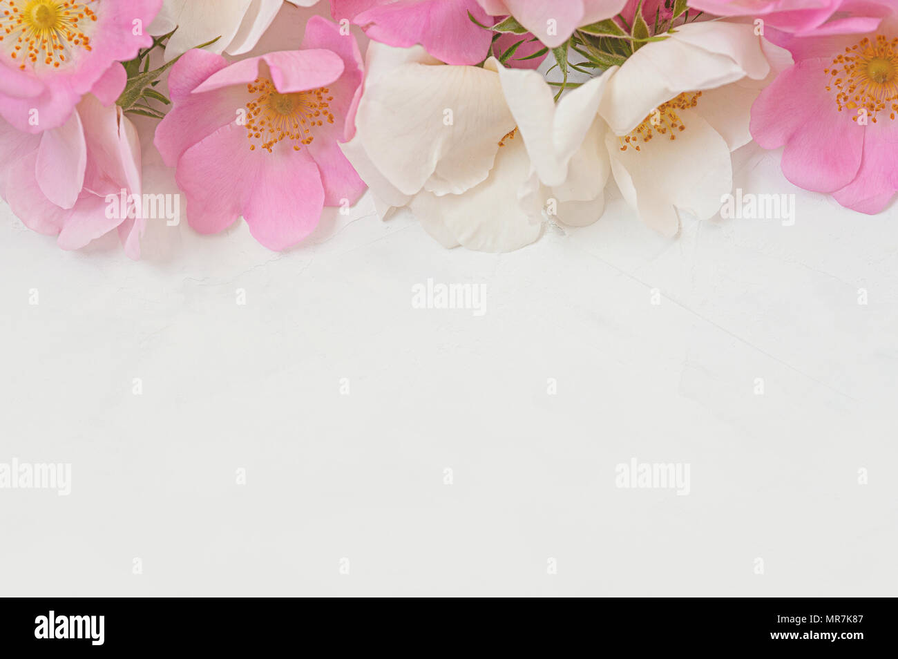 Composición de flores. Marco de rosa rosa flores sobre fondo de madera blanca. Vista superior de la lay, planas, copie el espacio. Foto de stock