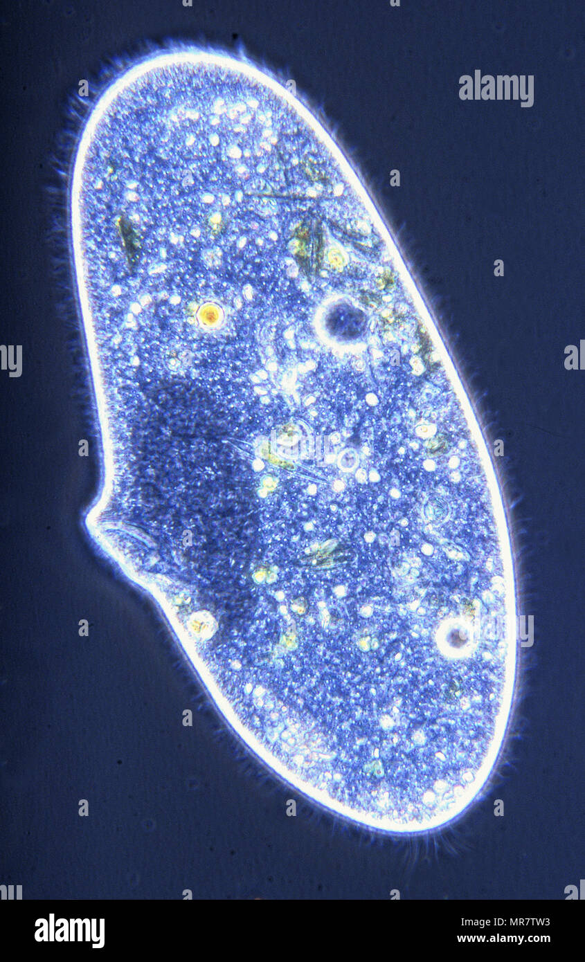 Paramecio sp.Ciliata.protozoos.microscopia óptica Foto de stock