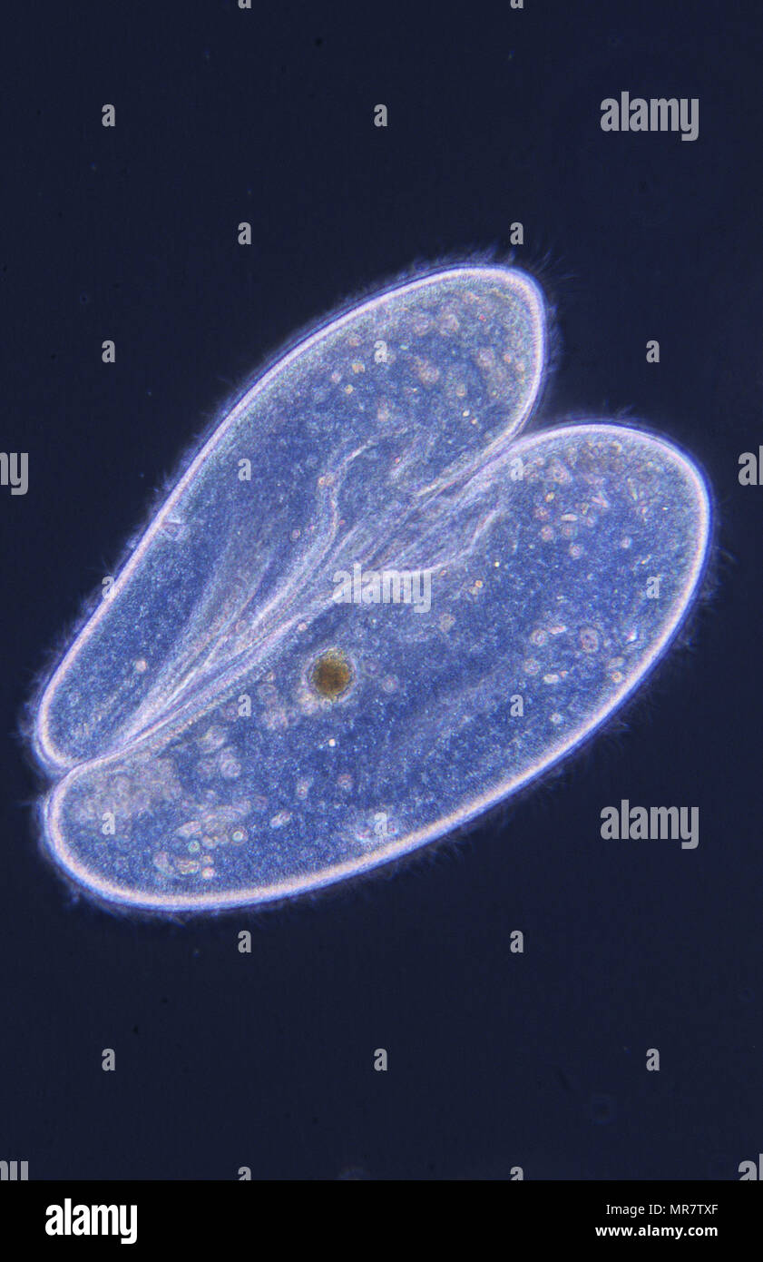Conjugación.La división celular.paramecio. Ciliata.protozoo.microscopia óptica Foto de stock