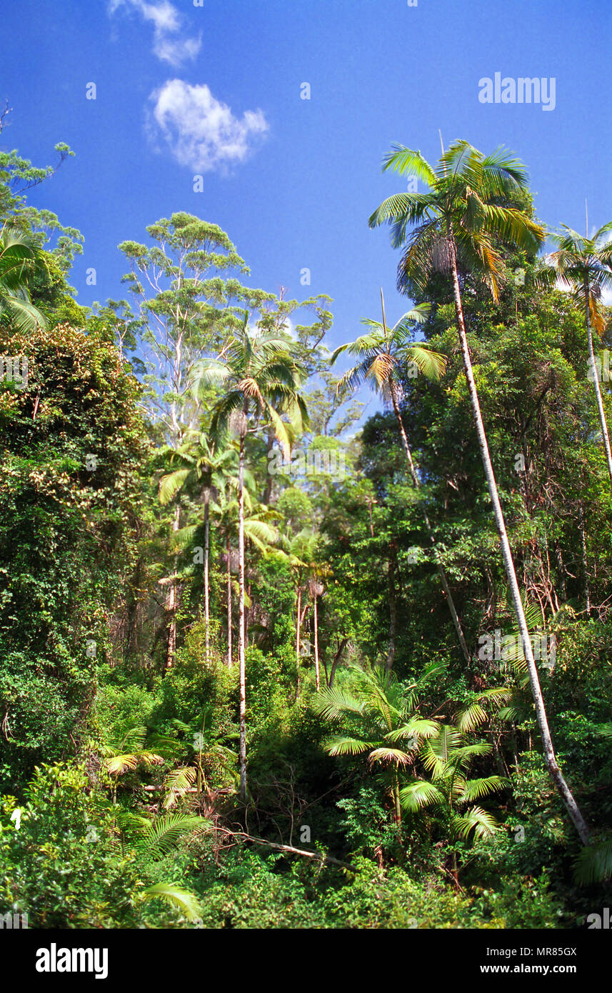 Bosque Estatal Bulahdelah, New South Wales, Australia: selva subtropical con chicle inundadas de eucalipto (Eucalyptus grandis) y palmeras Foto de stock