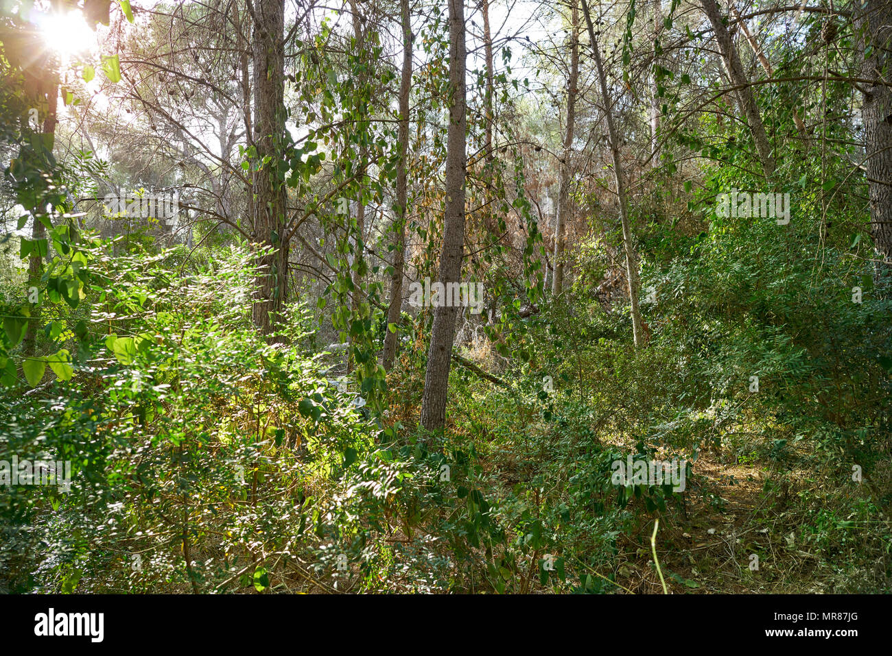 La Vallesa bosque de pinos en La Canada, aldea cercana a paterna de España parque Turia Foto de stock
