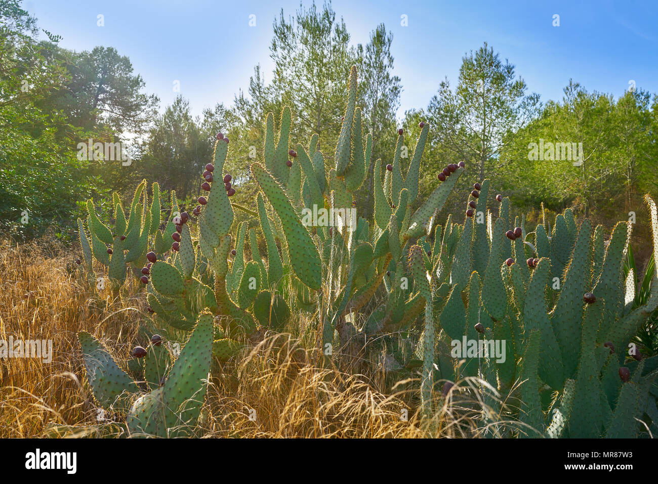 El nopal salvaje en la planta de nopal mediterráneos en el Parc de Turia de Valencia Foto de stock