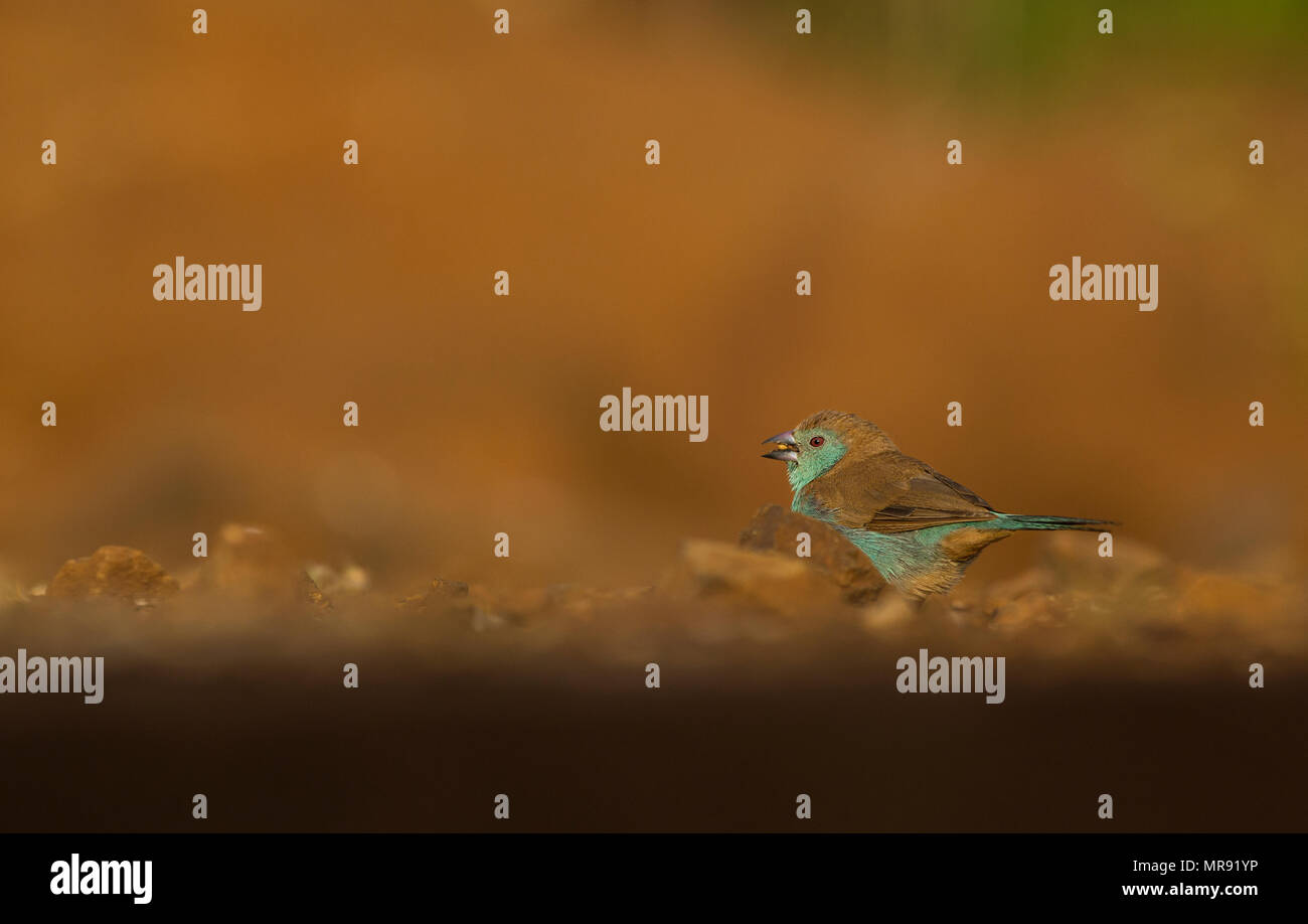 Cordonbleu Waxbill comer semillas del sur Foto de stock