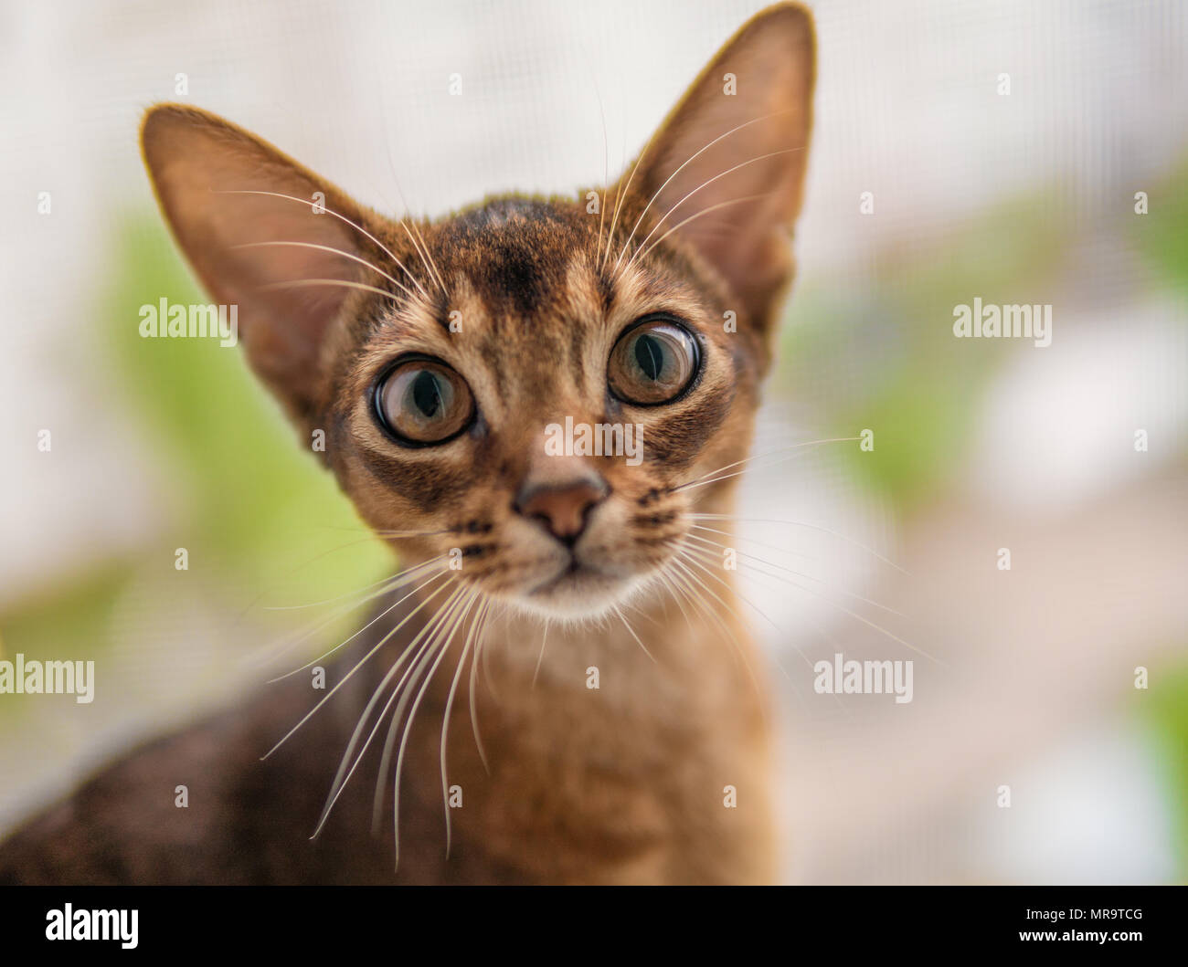 Acercamiento de abisinio gato o gatito sentado en la ventana Foto de stock