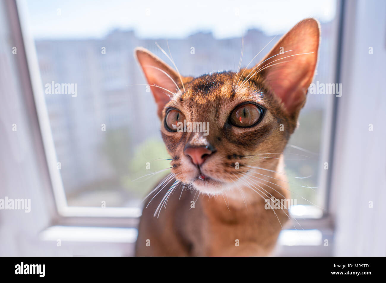 Acercamiento de abisinio gato o gatito sentado en la ventana Foto de stock
