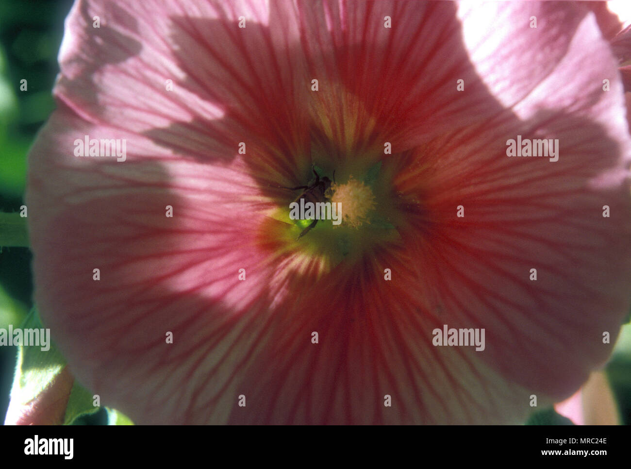 Alcea rosea malva fotografías e imágenes de alta resolución - Página 2 -  Alamy