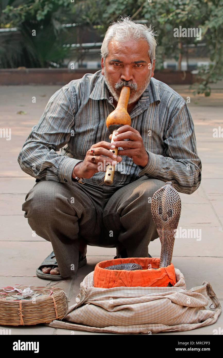 Delhi, India - Noviembre 24, 2015: Una cobra está encantado por un hombre de origen indio con una flauta para entretener a los turistas en una calle de Delhi, India Foto de stock