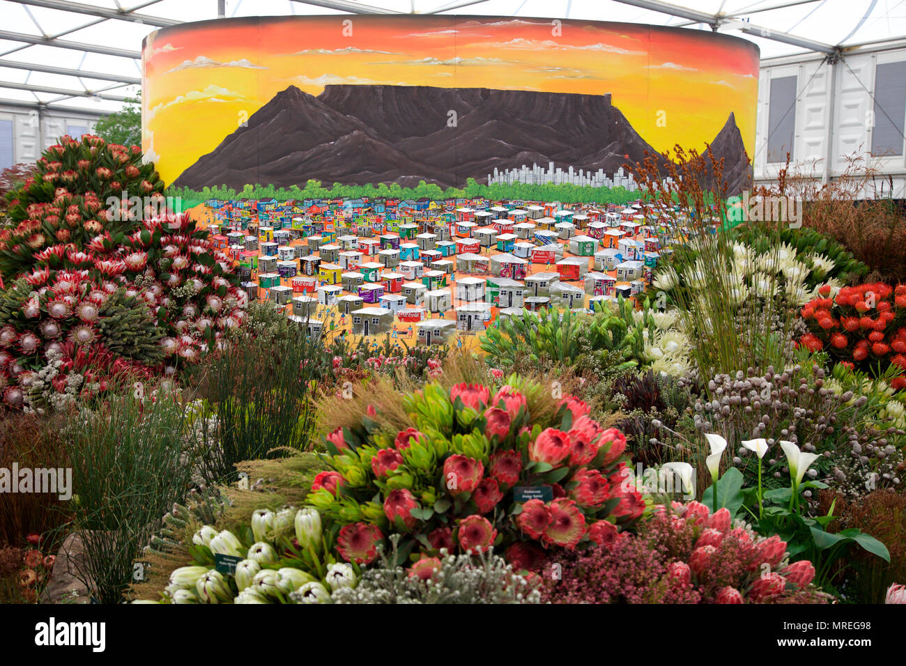 Visualización de Cape Town flora por León Kluge en el Gran Pavision, RHS Chelsea Flower Show 2018 Foto de stock