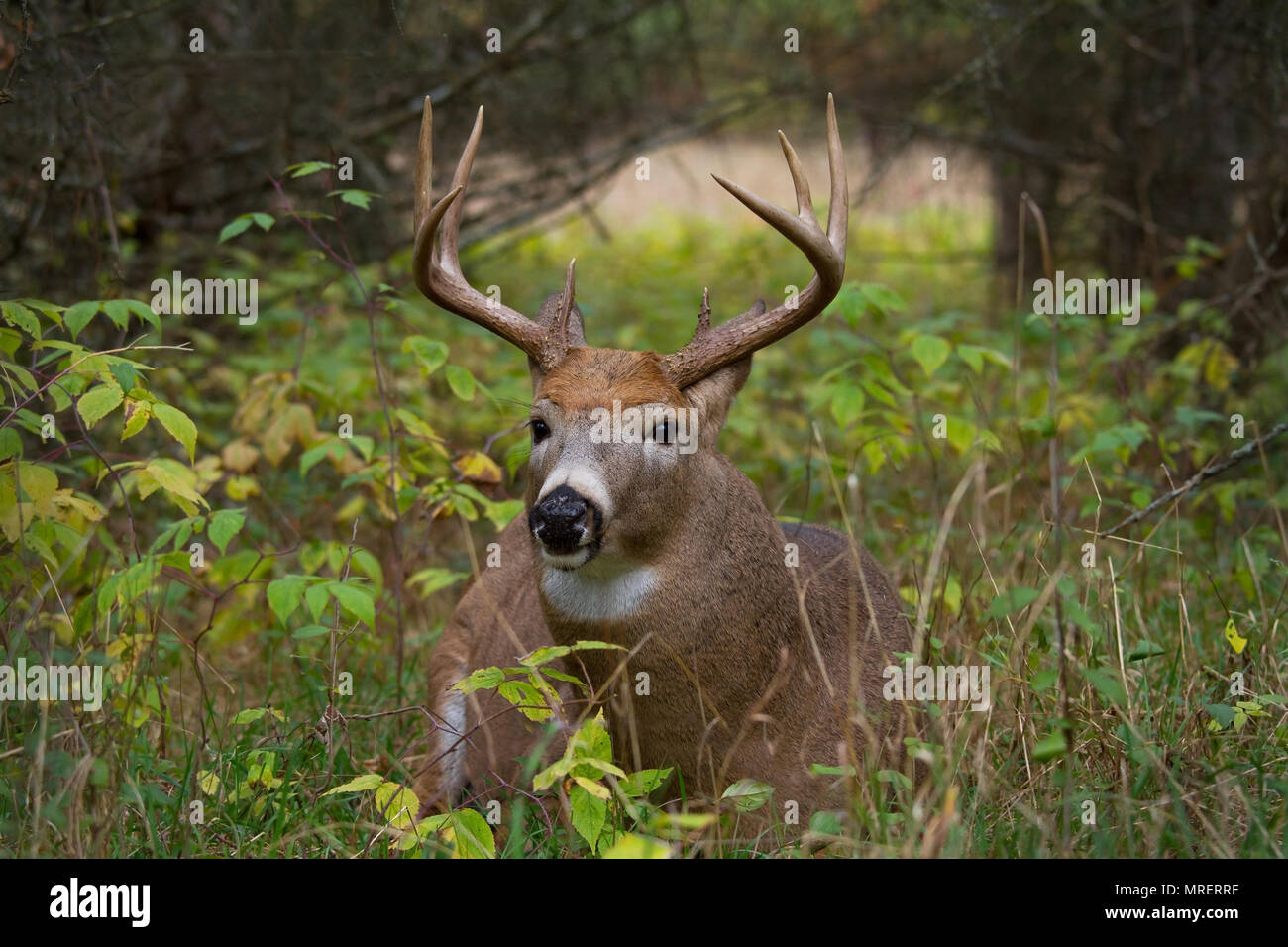 El venado de cola blanca buck con un enorme cuello de aspecto en el campo de un compañero durante el otoño rodera en Canadá Foto de stock