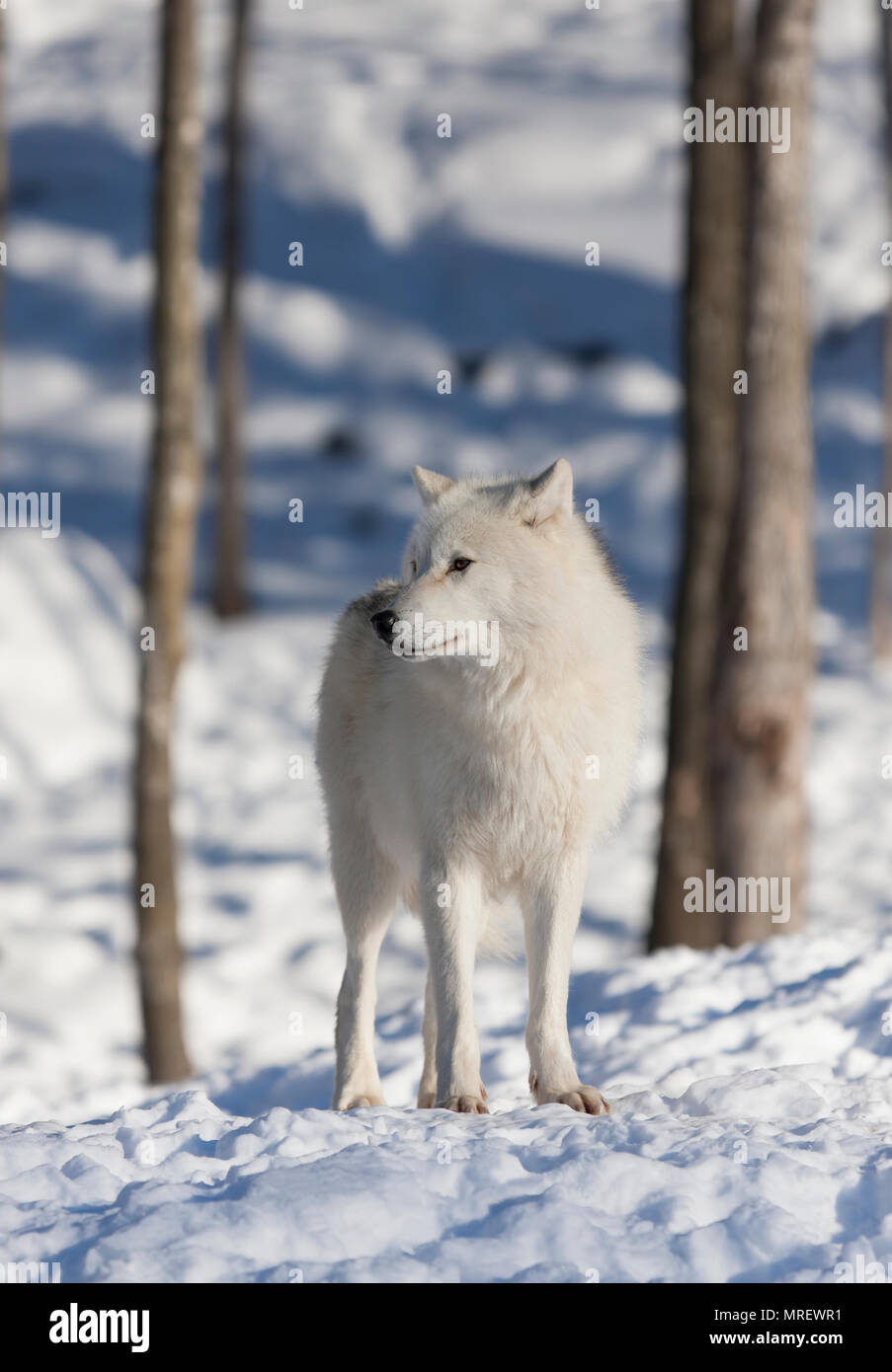 Un solitario Arctic los lobos (Canis lupus arctos) de pie en la nieve del invierno Canadá Foto de stock