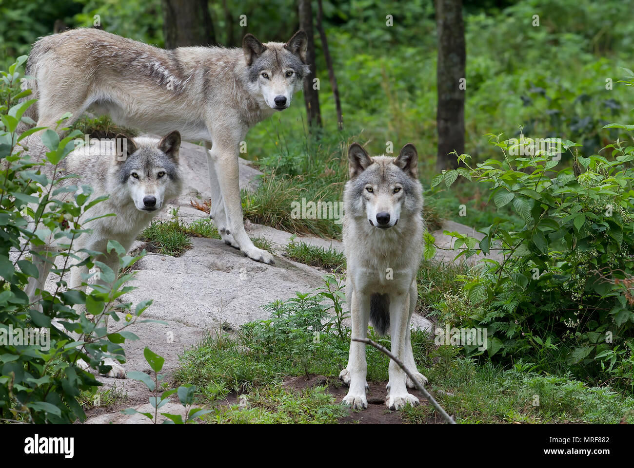 Madera lobos o lobo gris (Canis lupus) de pie en un acantilado de roca en verano en Canadá Foto de stock