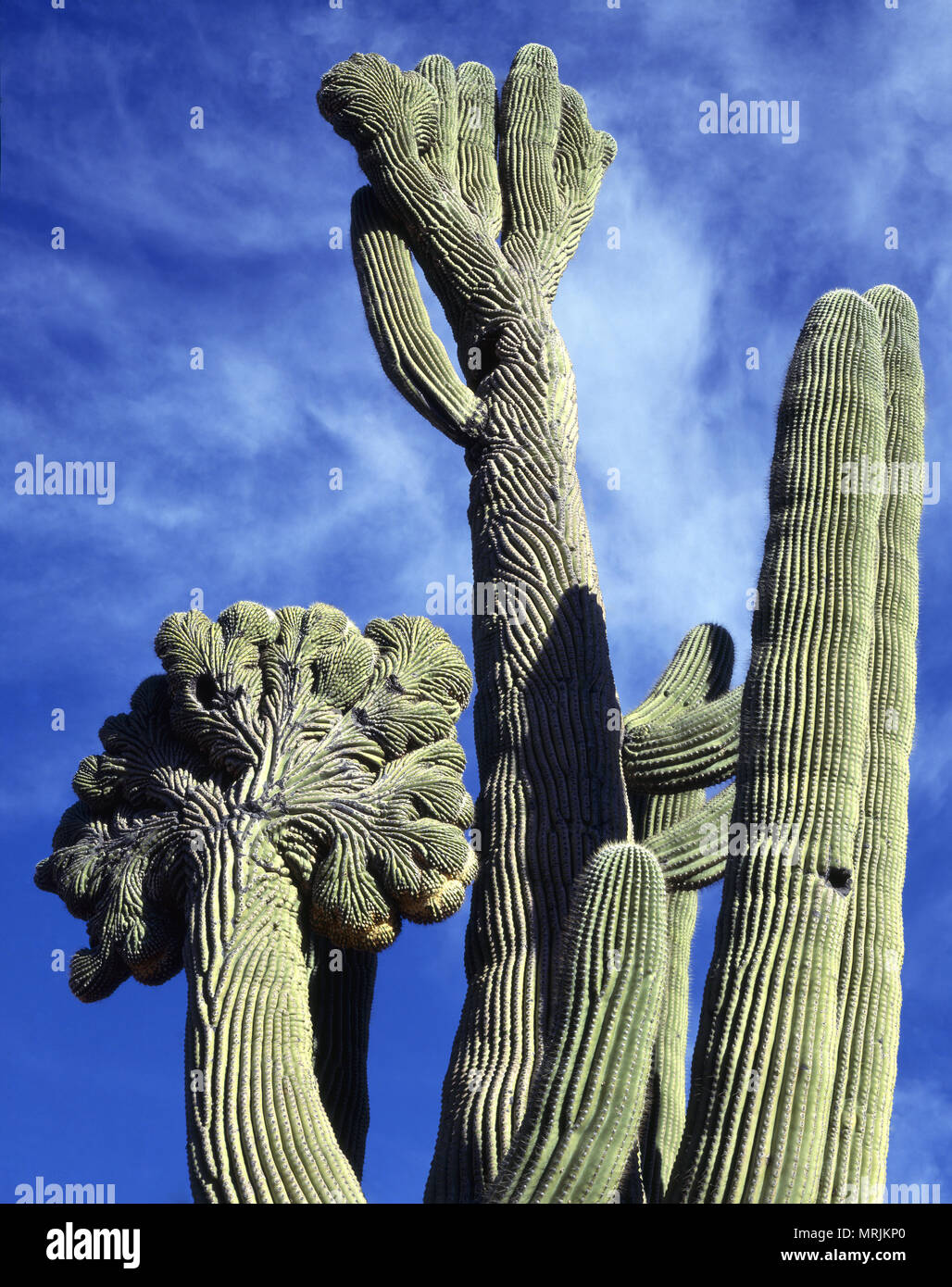 Cactus saguaro gigante con muchos brazos fotografías e imágenes de alta  resolución - Alamy