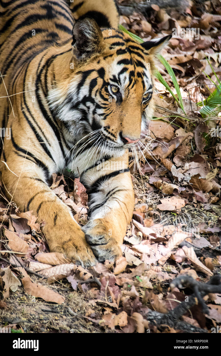 Vertical de un macho de dos años, tigre de Bengala, Panthera tigris tigris, Bandhavgarh reserva del tigre, Madhya Pradesh, India Foto de stock