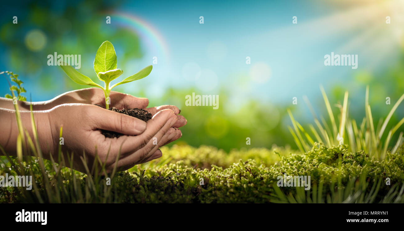 Derechos manos sosteniendo las plantas jóvenes.Ecología concepto. Foto de stock
