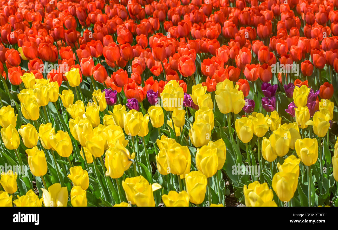Los tulipanes en primavera. Hermosas flores de Tulipanes rojos y amarillos en un jardín. Foto de stock