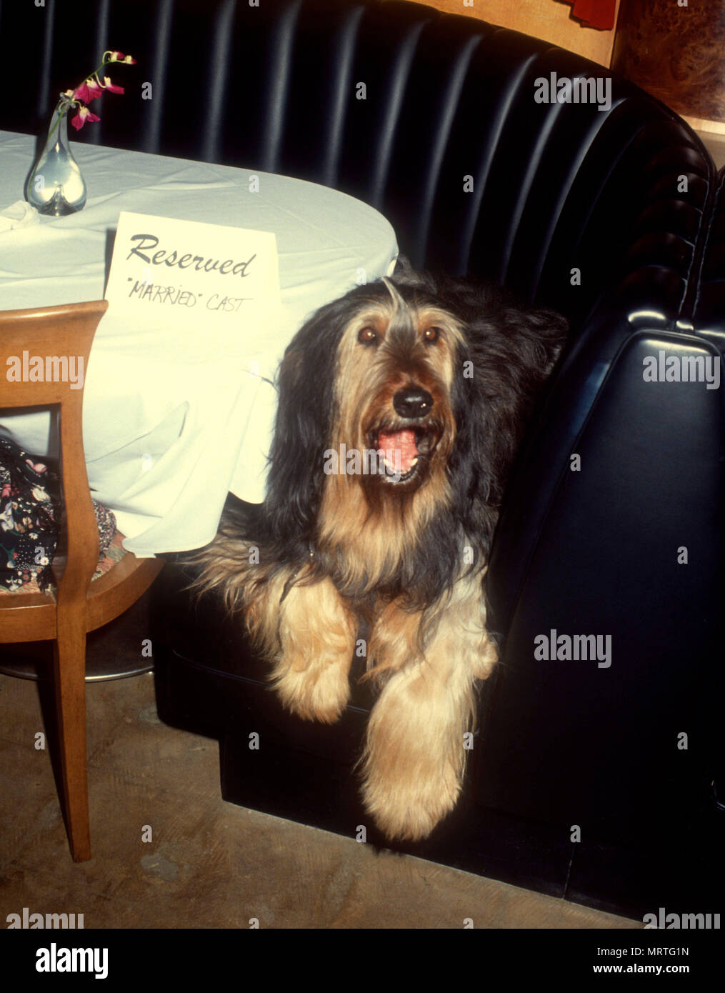 LOS ANGELES, CA - 15 de abril: el perro Buck, aka Buck Bundy atiende  "casados con hijos",