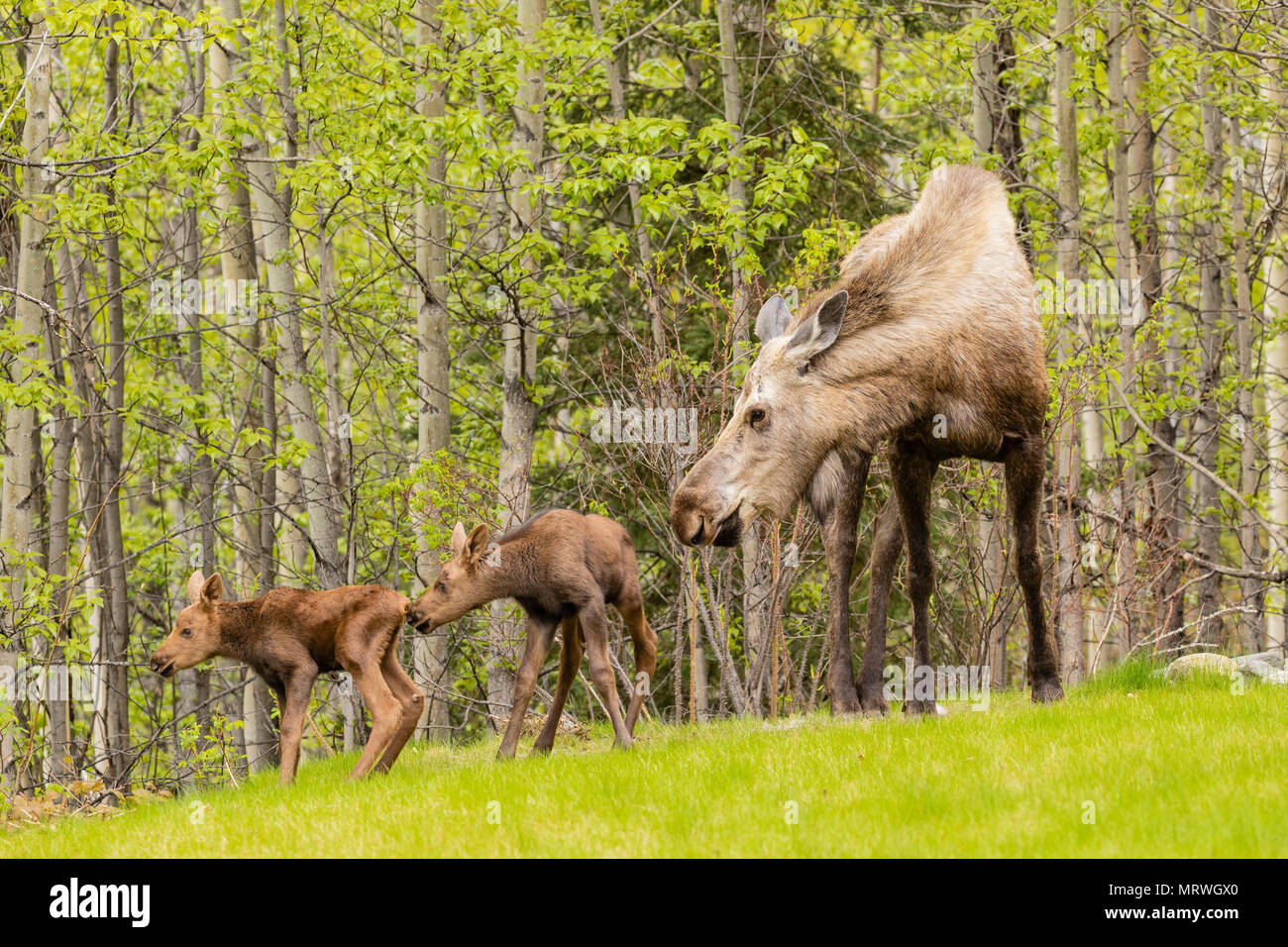 Vaca moose (Alces alces) y los terneros recién nacidos en el astillero en Eagle River en Southcentral Alaska. Foto de stock