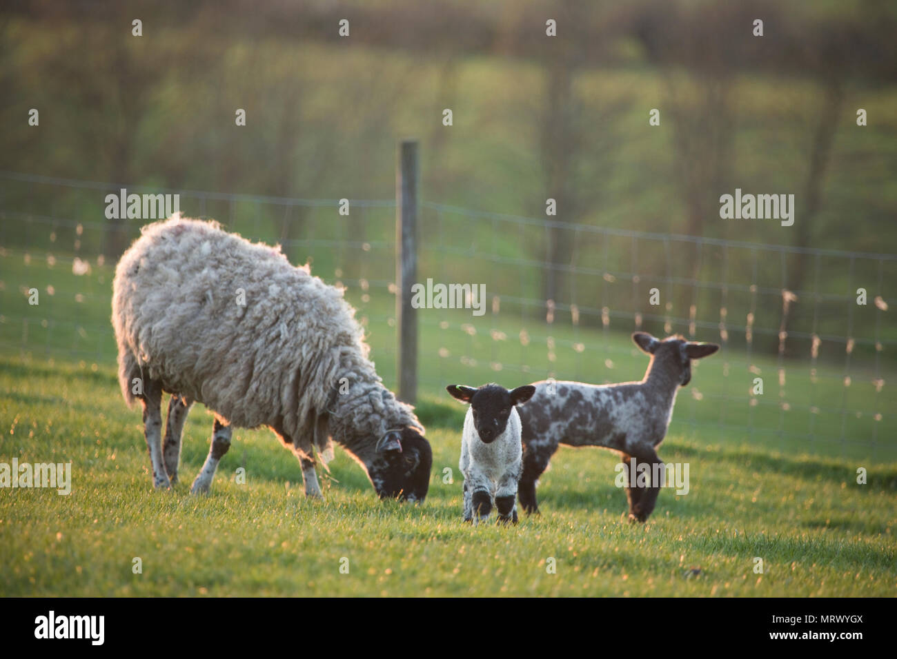 Las ovejas y corderos en un campo en North Yorkshire, Inglaterra, Reino Unido Foto de stock