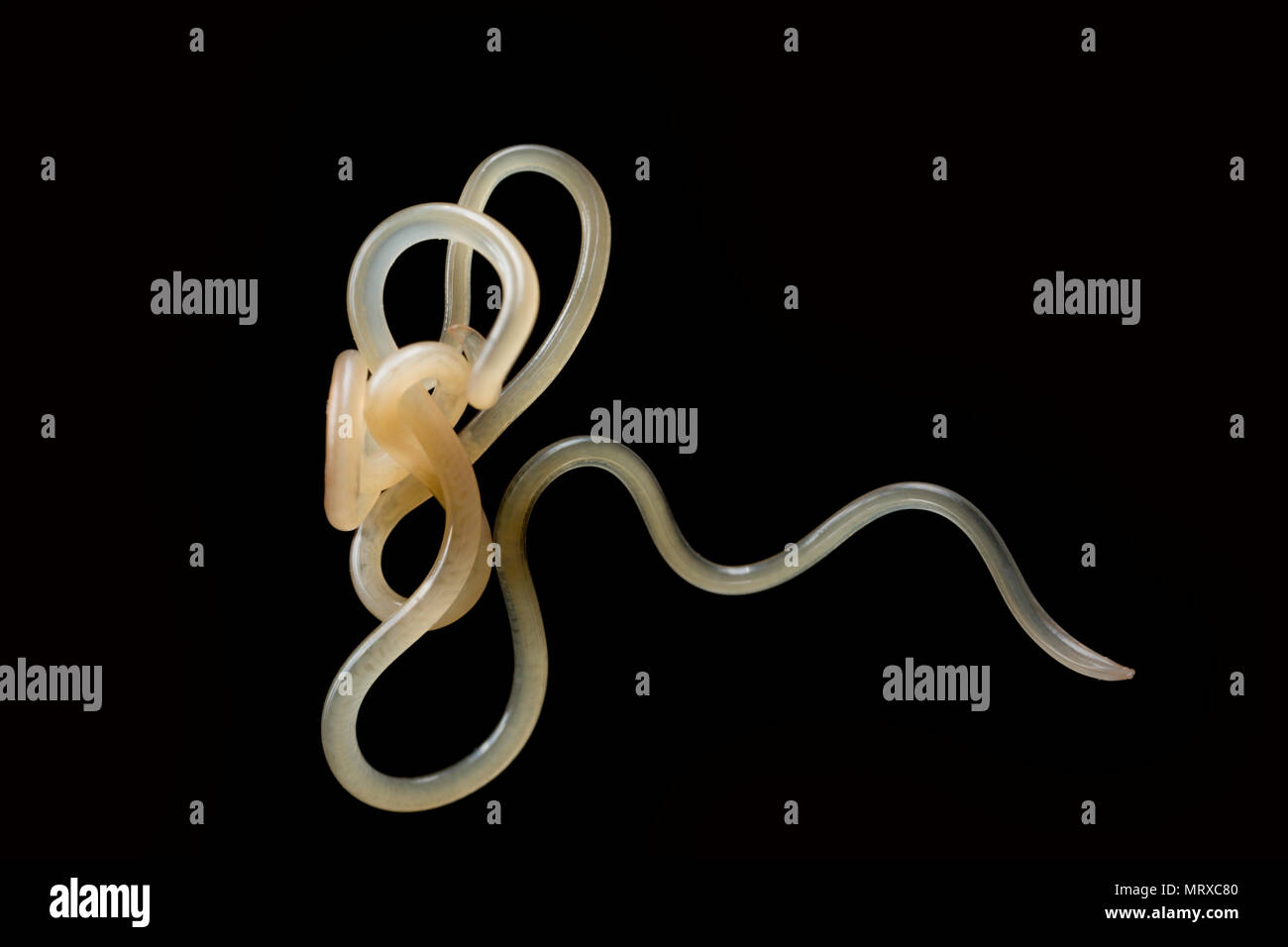 Dos nematodos parasitarios, o nematodos, gusanos encontrados en los intestinos de rastreo eviscerado, Caballa Scomber scombrus, Inglaterra Foto de stock