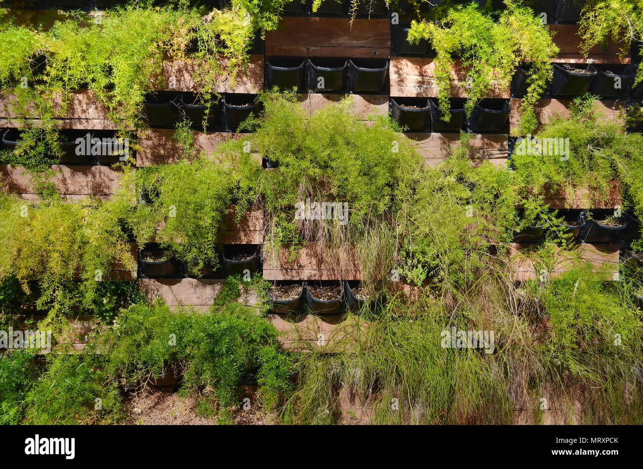 Las Plantulas De Plantas Ornamentales En Cajas De Pared Para La