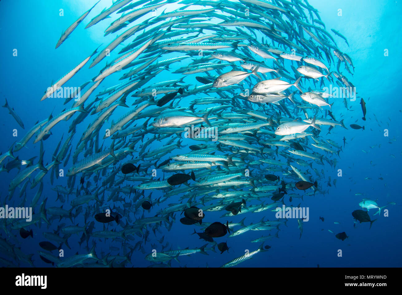 Una gran escuela de blackfin barracuda (Sphyraena qenie) y algunas tomas de patudo nadando en un círculo cerrado sobre un monte submarino en la Bahía de Kimbe, Papua Nueva Guinea. Foto de stock