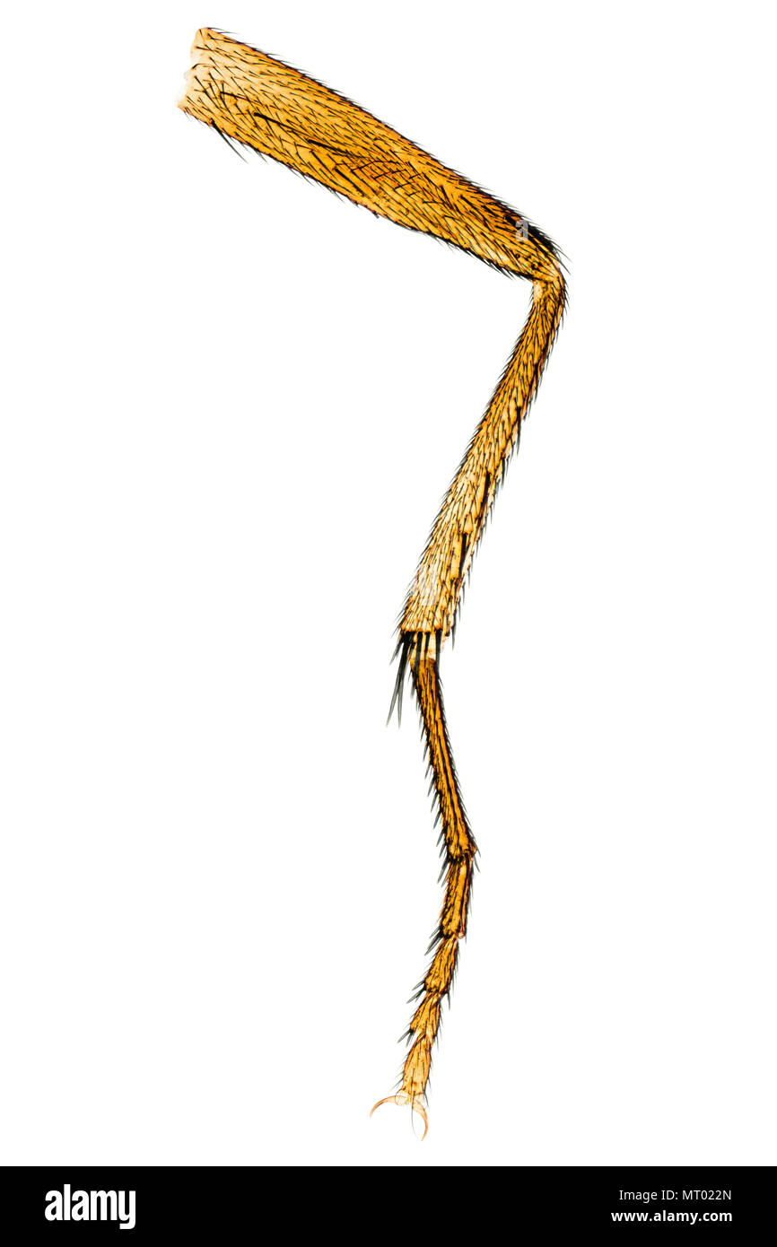 Toda la mosca común pierna bajo el microscopio sobre blanco. La Musca domestica. Con tarso de pierna, mostrando las garras y las cerdas. Foto. Foto de stock