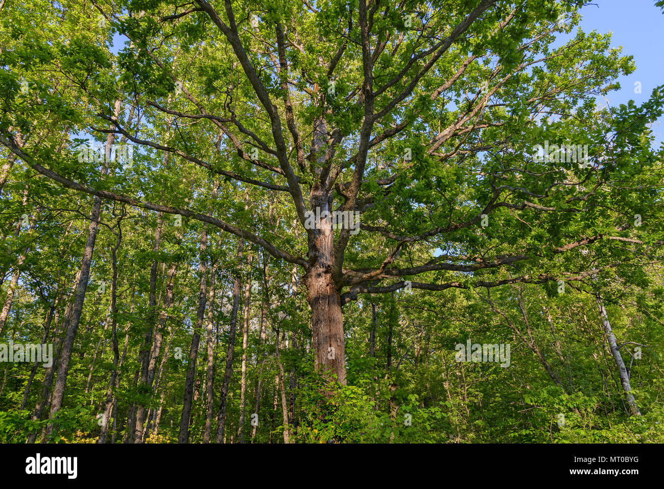 Propagación de roble de gran altura está entre los finos árboles Foto de stock