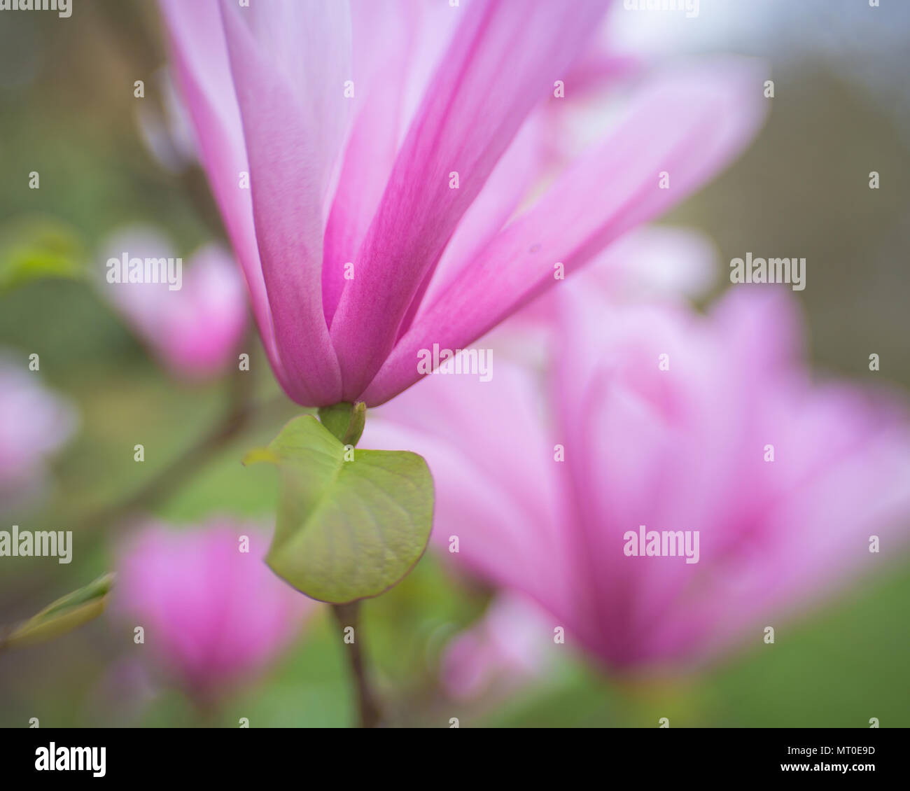 Pink Magnolia Spring Flower en cerrar Foto de stock