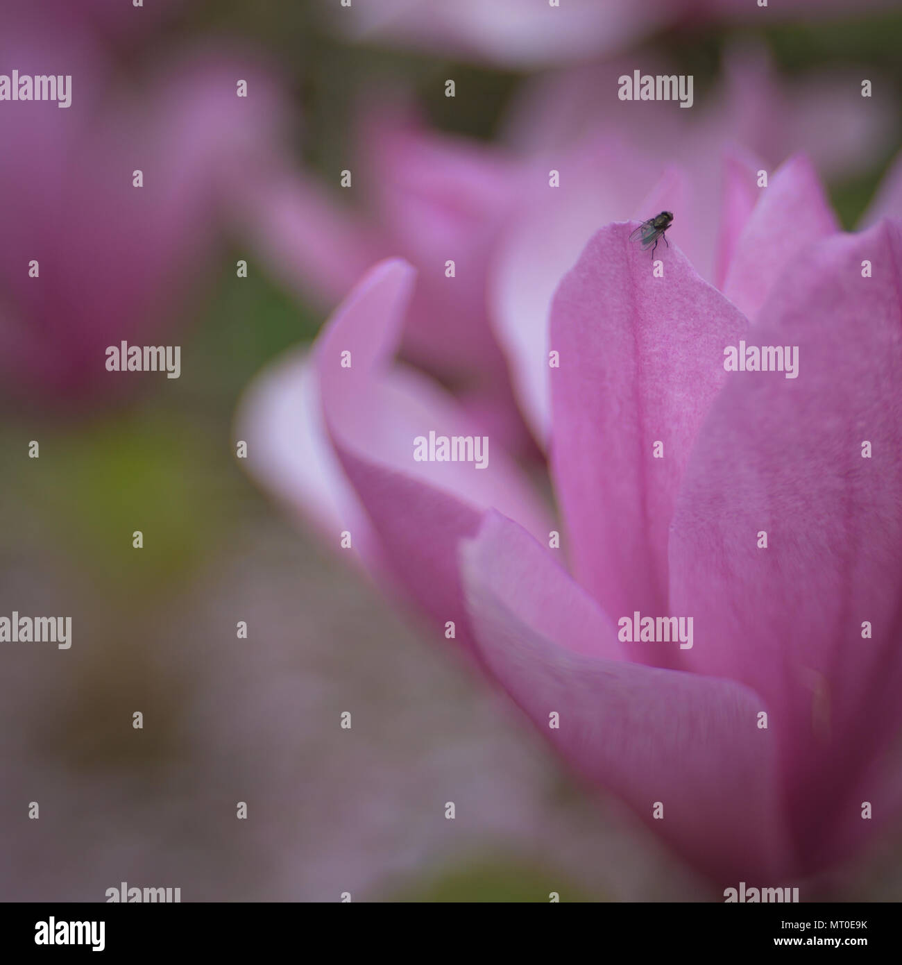 Pink Magnolia Spring Flower en cerrar Foto de stock