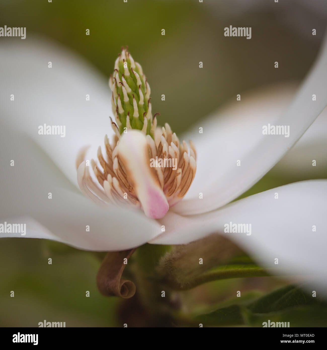 Magnolia Blanca Flor de primavera en cerrar Foto de stock