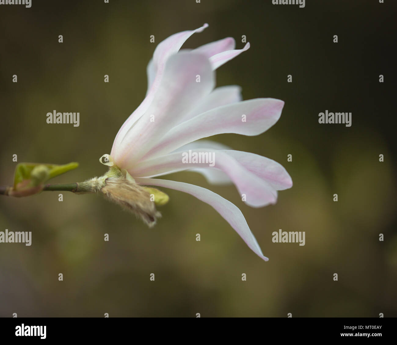 Magnolia Blanca Flor de primavera en cerrar Foto de stock