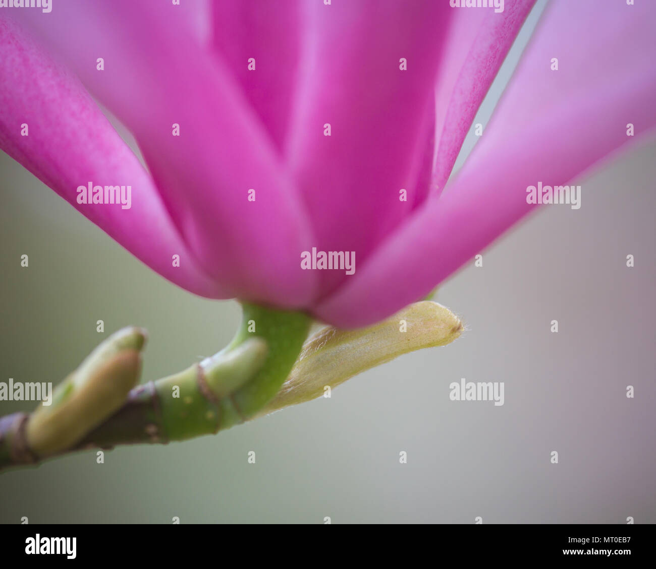 Pink Magnolia Spring Flower en cerrar Foto de stock