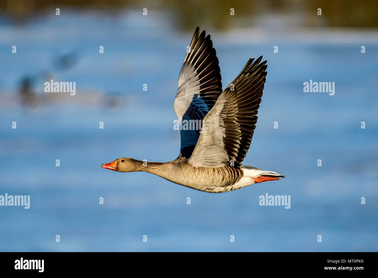 Columpio de aves fotografías e imágenes de alta resolución - Página 2 -  Alamy