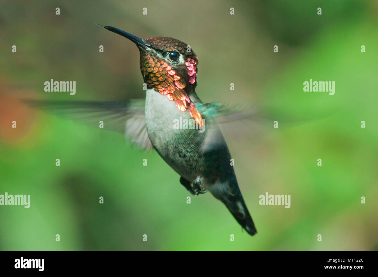 Las aves más pequeñas del mundo, bee hummingbird (Mellisuga helenae), o el zunzuncito. Flotando, Península de Zapata, Cuba - endémica Foto de stock