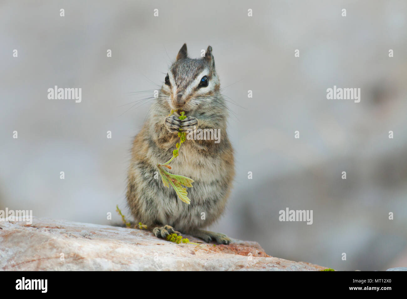 Palmer's Chipmunk (Tamias palmeri) en peligro de extinción, que sólo se encuentra en Spring Mountains, cerca de Las Vegas Nevada - también conocido como 'mt. Charleston chipmunk" Foto de stock