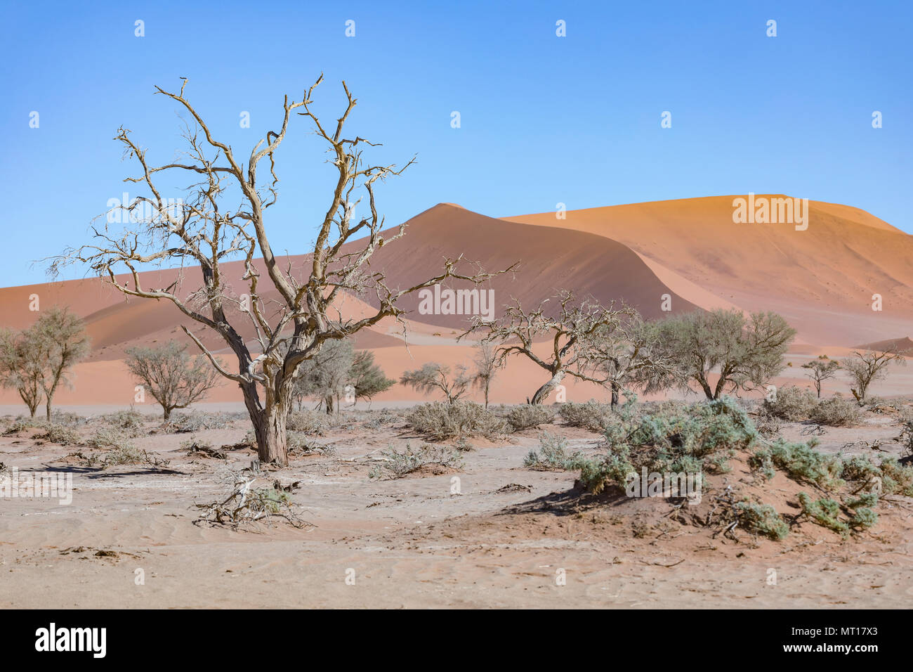 Sossusvlei, el desierto de Namib, Namibia, Africa Foto de stock
