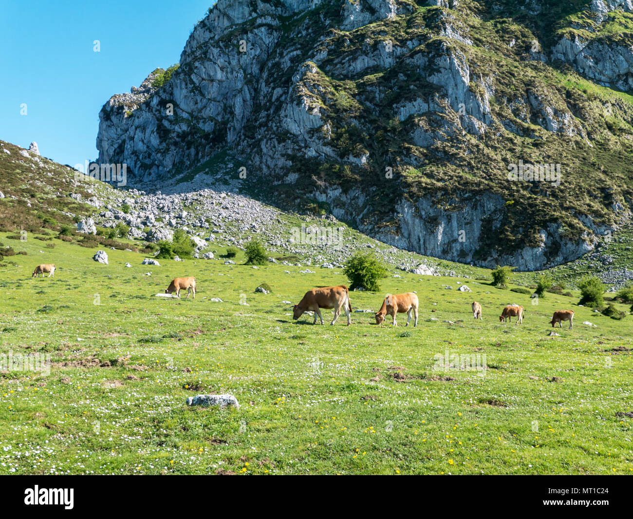 Idílico pastos de montaña en el parque nacional de Picos de Europa, Asturias, España. Las vacas en la pradera de montaña. Foto de stock