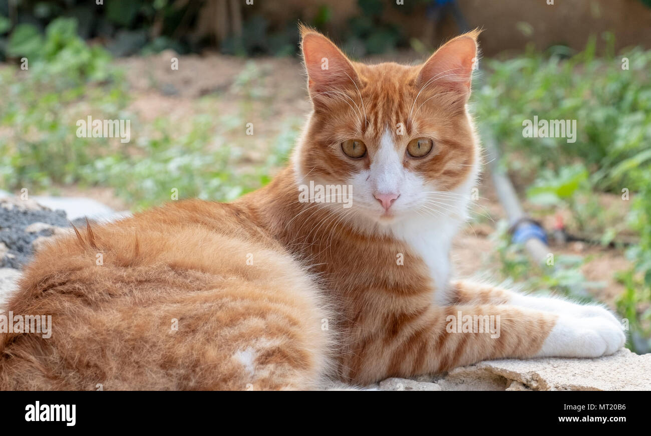 Un residente ginger cat en el Guest House, Ev Revakli Dipkarpaz, Chipre Septentrional Foto de stock