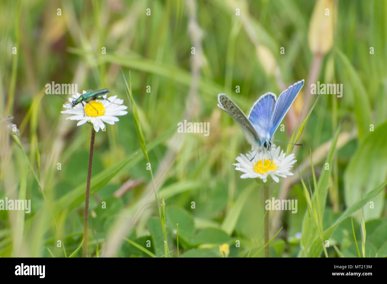 Mariposa Azul común (Polyommatus Icarus) e inflamación-thighed escarabajo (Oedemera nobilis nectaring adyacentes en ojo de buey margaritas en Hampshire, Reino Unido Foto de stock