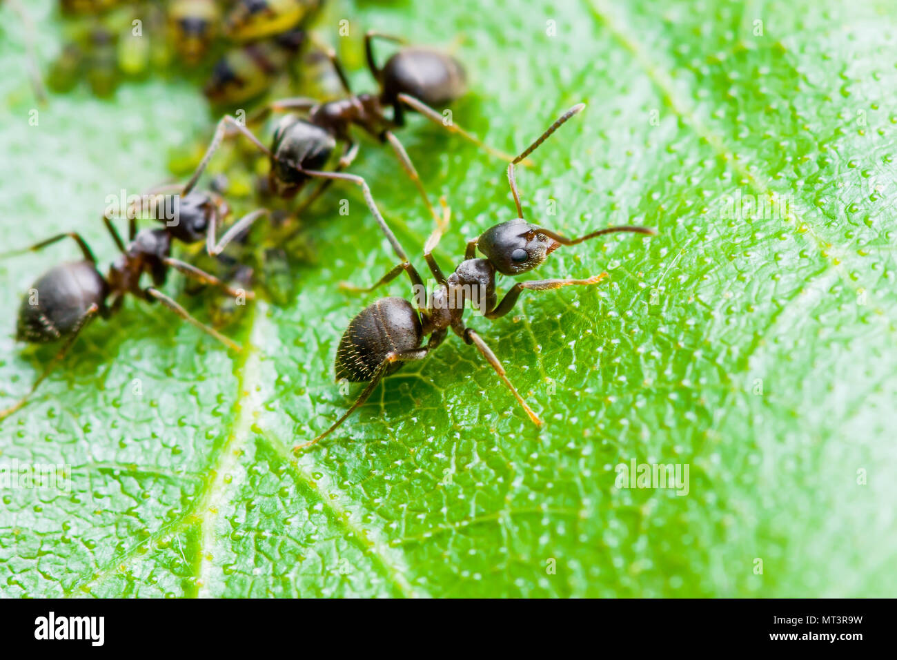 Ant y colonia de áfidos en Hoja verde Foto de stock